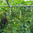 꽃길만두 이미지