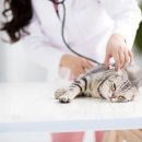 진성애견용품 이미지