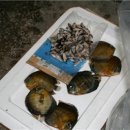 디스커스코리아 이미지