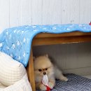 오늘도 신나개 이미지