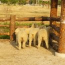 만석농장 이미지