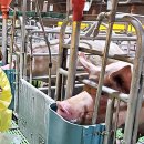 코리아양돈 이미지