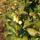 영천다원 | 보성 가볼만한곳 대한다원 영천저수지