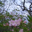 산유화