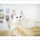 반갑다 창문밖 고양이 이미지