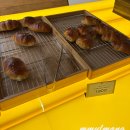 블루몬스터 | [서울/성수] 젠틀몬스터 가성비 버전 '블루 엘리펀트 매장/카페' 방문 후기