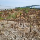 신창2 발전소 이미지