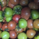 상큼달콤농산 | “인옥농산 대저토마토🍅 새콤달콤 제철 후기”