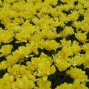 안산천1 이미지