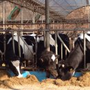 순영목장 이미지