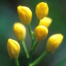 금란초교 이미지