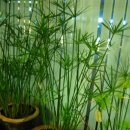 수생식물 식물체 나눔-1분 (워터코인,파피루스,시페루스,노랑어리연,부레옥잠) 이미지
