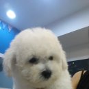 로니펫 이미지