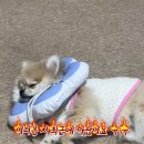 댕댕존 이미지