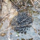 화수목 농원 이미지