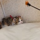 왕발고양이 | 시흥고양이 왕발고양이에 잘 다녀온 후기예요