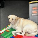 휘게 펫케어 이미지