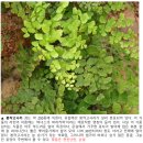 {식물탄생신화} 06. 아름다운 남자 힐라스의 실종, 봉작고사리 이미지