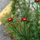 과꽃 [비추천명 : 벽남국] Callistephus chinensis (L.) Nees 이미지