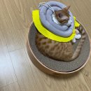 필동물종합병원 이미지