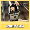 강아지 켄넬 | 강아지백팩 켄넬 선택 기준? 직접 써봤어요