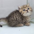 로던트 클럽 이미지