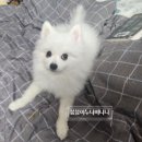 모닝루틴 귀케어 후 뉴알엑스 미니오리고기말이 간식으로 스트레스해소