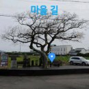제주올레길 1코스(시흥리-광치기해변) 이미지