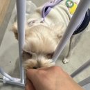 수제쿠키와 스콘, 케이크와 애견운동장이 있는 광주신상카페, 애견동반 내돈내산 솔직후기-‘카페 미덕’