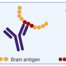 글루텐 epitope -＞ 뇌신경 염증, 퇴행 --＞ 치매 기전.. 이미지