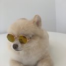 단비애견 미용실 이미지