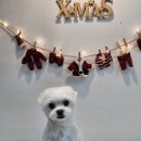 윤퍼피살롱 이미지