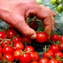 이상철농장 이미지