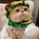 멍이냥이 이미지