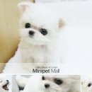 파트라슈반려견학교 이미지