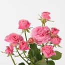 플라워 콘서트 이미지