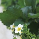 상평농장 이미지