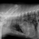 이윤권양한방동물병원 이미지