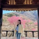 매화마을길 | 전남 광양매화마을 2026.3.3. 방문 후기! 실시간 개화 현황, 축제 기간은 13일부터