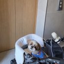 프랜 | 다양한 와인과 위스키를 즐길수 있는 해방촌 신상 브런치바 '프랜하우스' 애견동반 방문후기