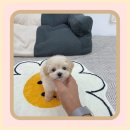 둔포애견 이미지