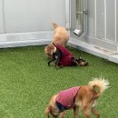 낯선하루 | 칸쵸 &amp; 루피의 낯선 하루, 따뜻한 적응기💛 헬로우버디 죽전점!