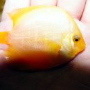 디스커스코리아 이미지