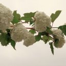팔성사 - 1243 | 팔성사
