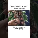 식량난 파키스탄에 씨감자로 기적 뿌린 K-농업 기술 이미지