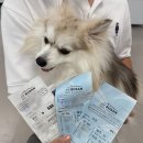 수호카서비스 | 반려견과 제주도 여행 에어부산 제주항공 탑승 후기 및 렌터카 이용 꿀팁 총정리