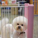 모찌펫살롱 이미지