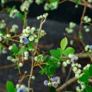 일심농장 이미지