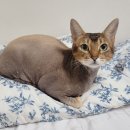 고양이 무마취 미용전문 이미지