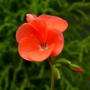 시인의마음 이미지